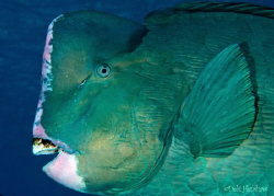 The infamous school of Bumphead Parrotfish came cruising ... by Debi Henshaw 